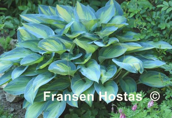 Hosta June